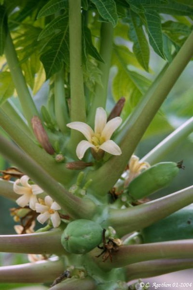 Fleur de papaye