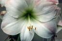 Amarylis (1)