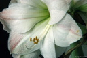 Amarylis (2)