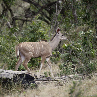 Jeune kudu