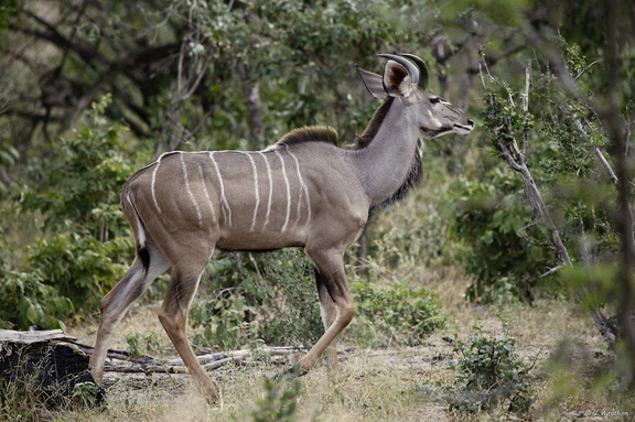 Jeune kudu mâle (1)