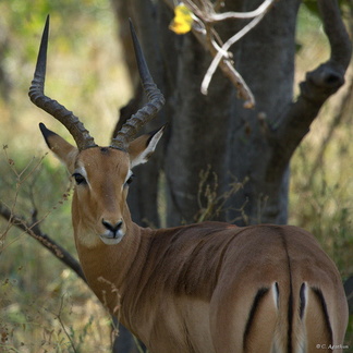 Impala mâle (4)