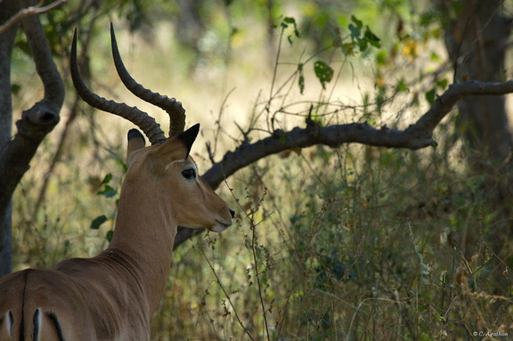 Impala mâle (5)