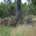 Jeune kudu mâle (2)