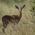 Jeune mâle impala