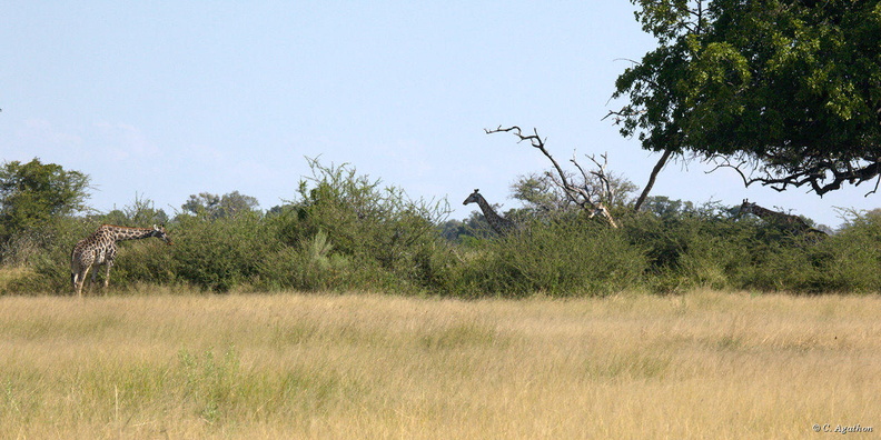 Girafes à moremi