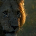 Portrait de lion (1)