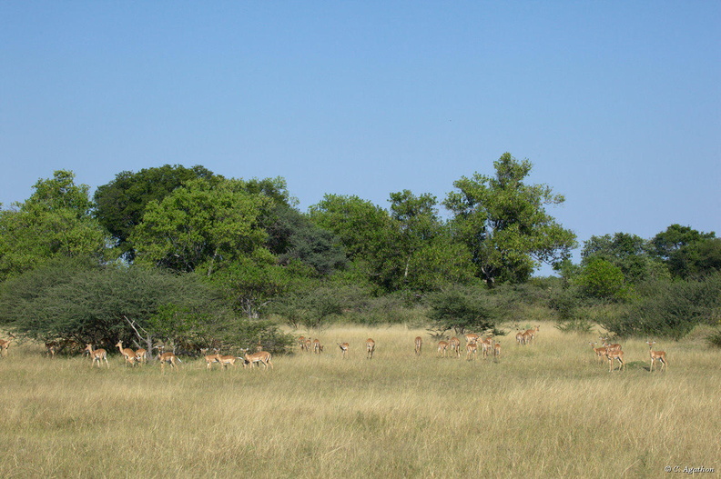 Impalas à Moremi