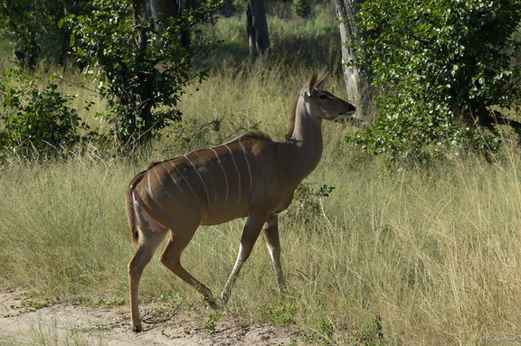 Femelle kudu (4)
