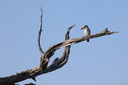 Martin-chasseur (1)