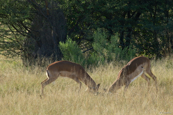 Séquence bagarre impalas (2)