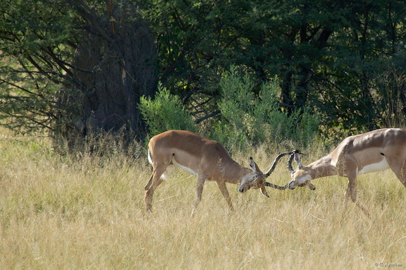 Séquence bagarre impalas (3)