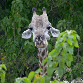 Jeune girafe masticant