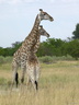Femelle girafe et jeune