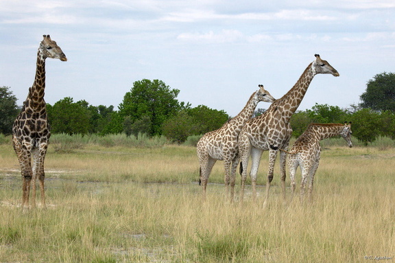Famille girafe