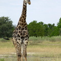 Girafe à Moremi