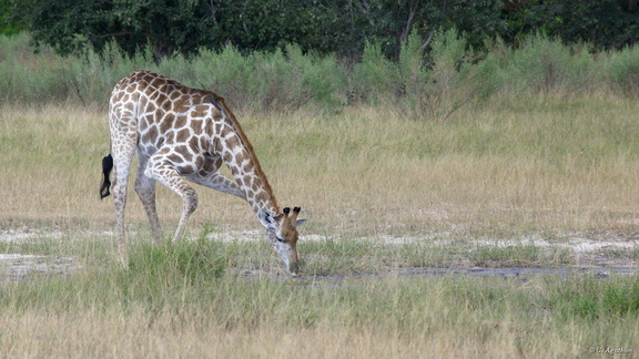 Girafe léchant le sol
