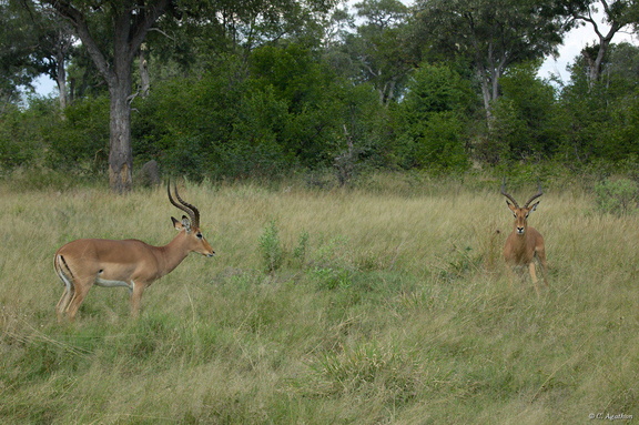 Impalas mâles