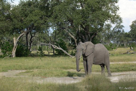 Éléphant à Chobe