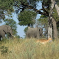 Éléphants et impala