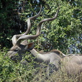 Grand kudu mâle (3)
