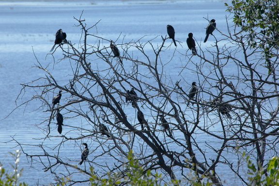Cormorans sur la Chobe