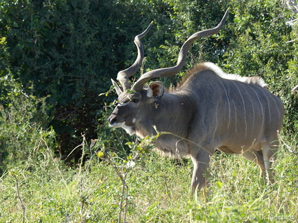 Grand kudu mâle (4)