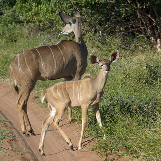 Jeune kudu et sa mère