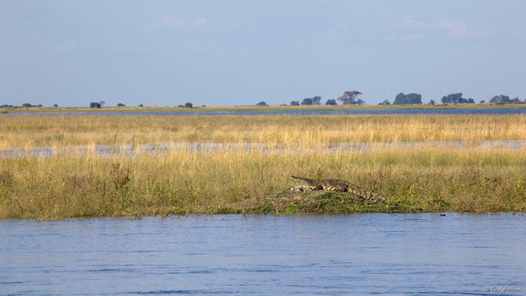 Croco sur la rivière Chobe
