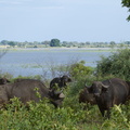 Buffles à Chobe