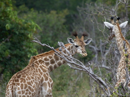 Jeune girafe