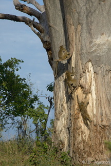 Babouins escaladant un Baobab