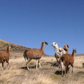 Lamas (1)