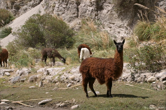 Lamas du Cañon de Toachi (2)