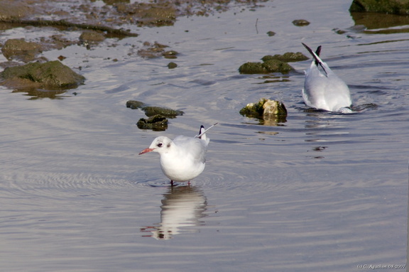 Mouettes barbotant (1)