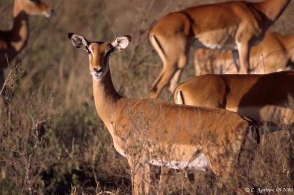 Impala femelle (1)