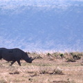 Rhinoc&eacute;ros noir (1)