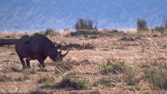 Rhinoc&eacute;ros noir (2)