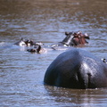 Derrière d'hippo