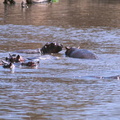 Hippos (1)