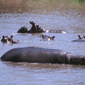 Hippos (2)