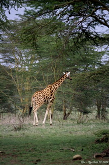 Girafe Réticulée
