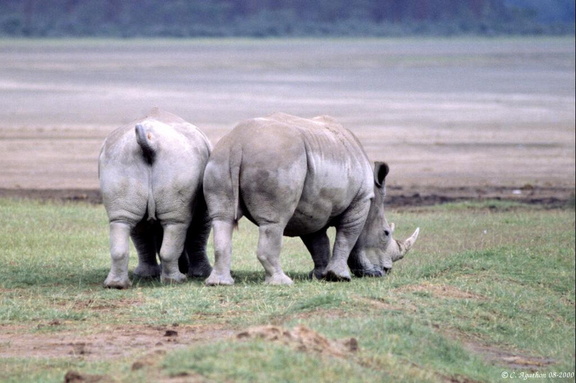 Couple de rhinoceros blancs (1)