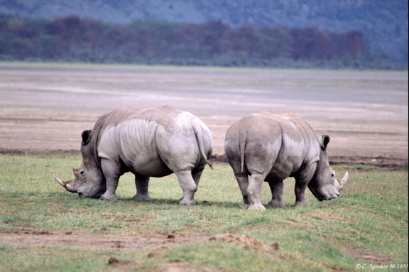 Couple de rhinoceros blancs (2)