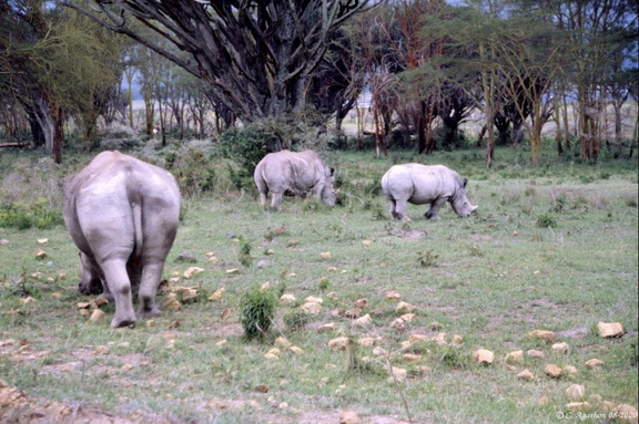 Famille de rhinoceros blancs
