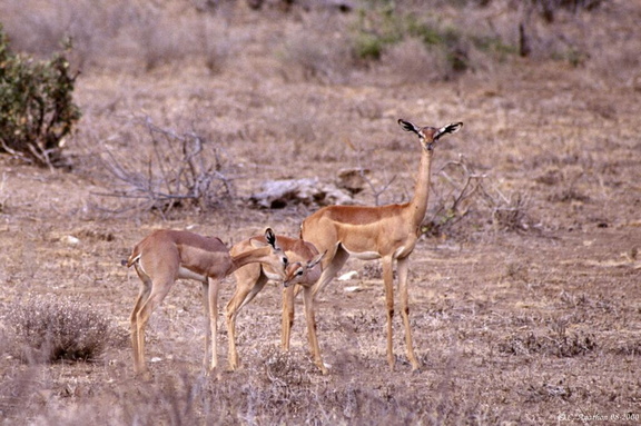 Gazelles Girafes (1)