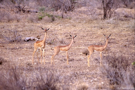 Gazelles Girafes (3)
