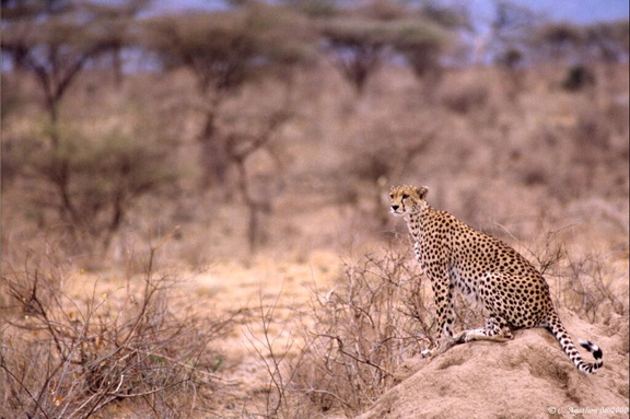 Guépard observant son territoire (3)