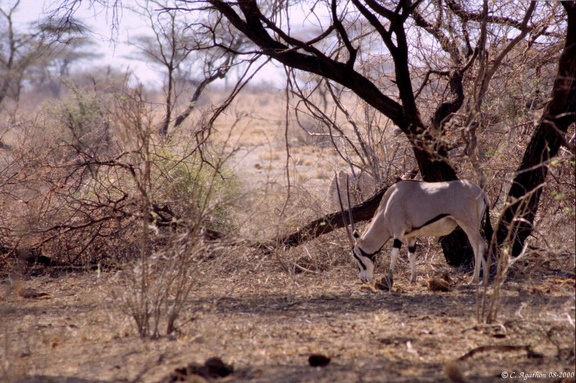 Oryx broutant sous un arbre