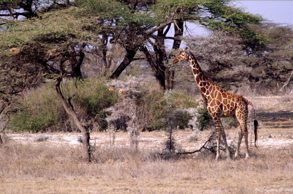 Girafe Réticulée (3)